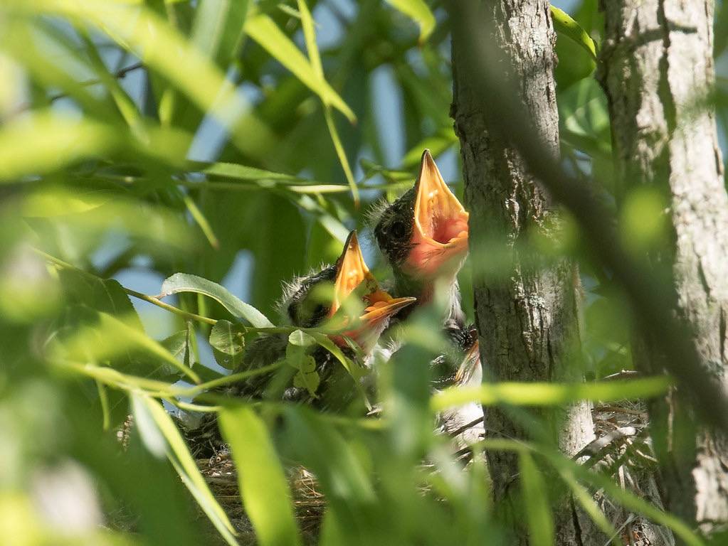 Eastern Kingbird (Tyrannus tyrannus ) by Howard Patterson is licensed under CC BY-NC-SA 2.0